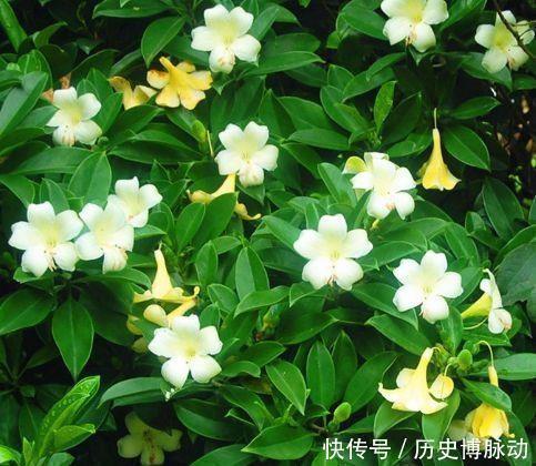 开花|4种花漂亮易爆盆,年年开花不断,养在家里繁花似锦