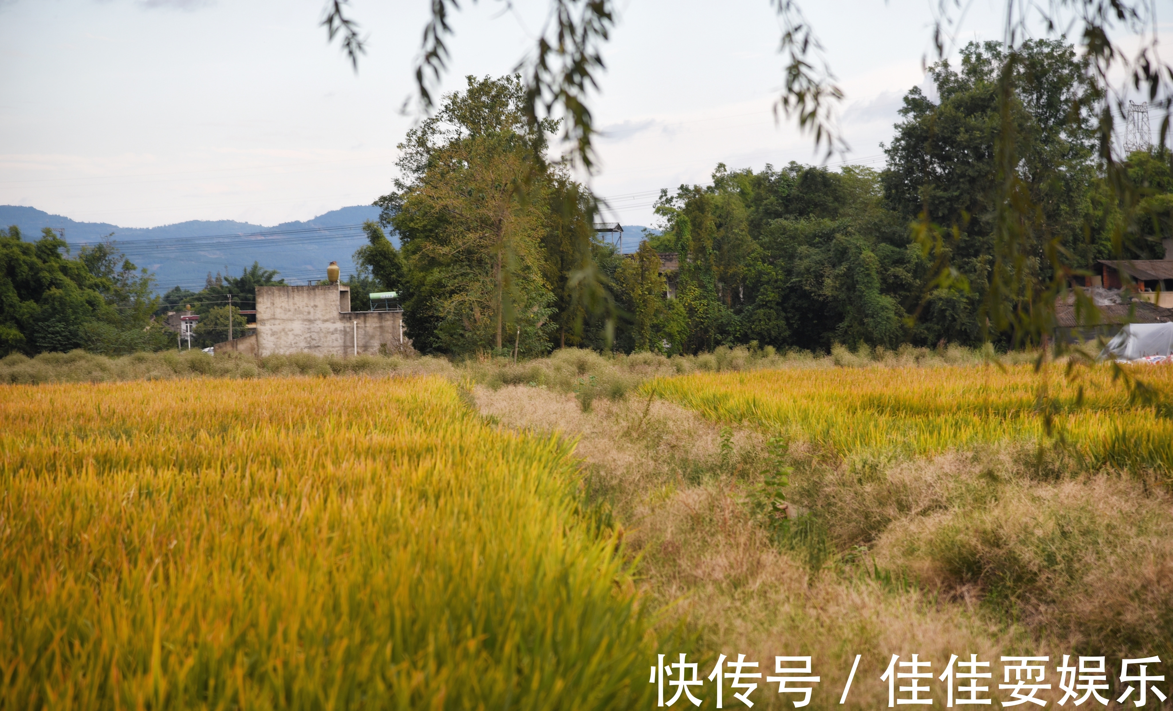 银杏|成都周边赏秋好去处，万亩粮田硕果累累，自驾仅需一小时