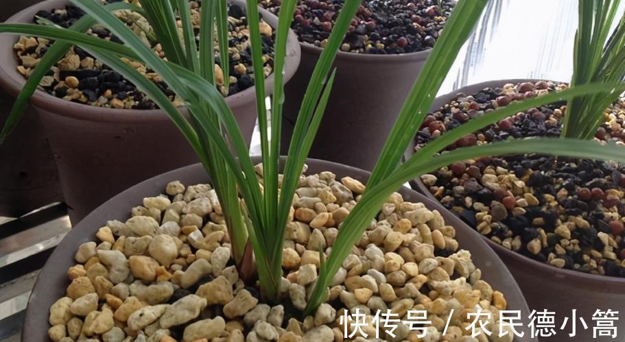 喷洒|兰花叶片上有灰尘，怎么清洗比较好？内行人：方法还真不少