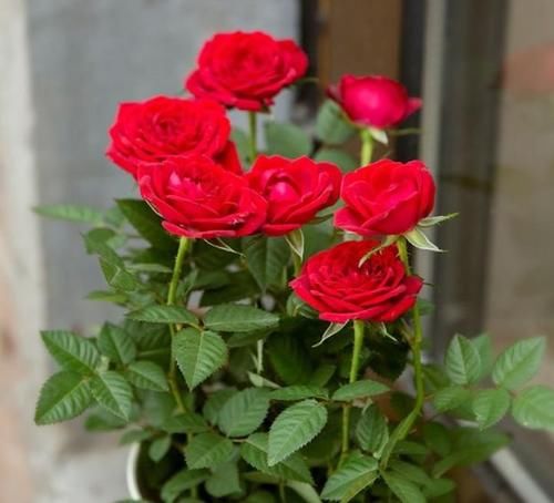 此款花草适合新手养殖，花香易打理，养在客厅美极了