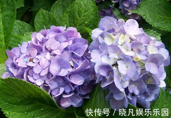 卧室|卧室养花不了解这些,随意盆栽可能会引发失眠、没精神、一身病