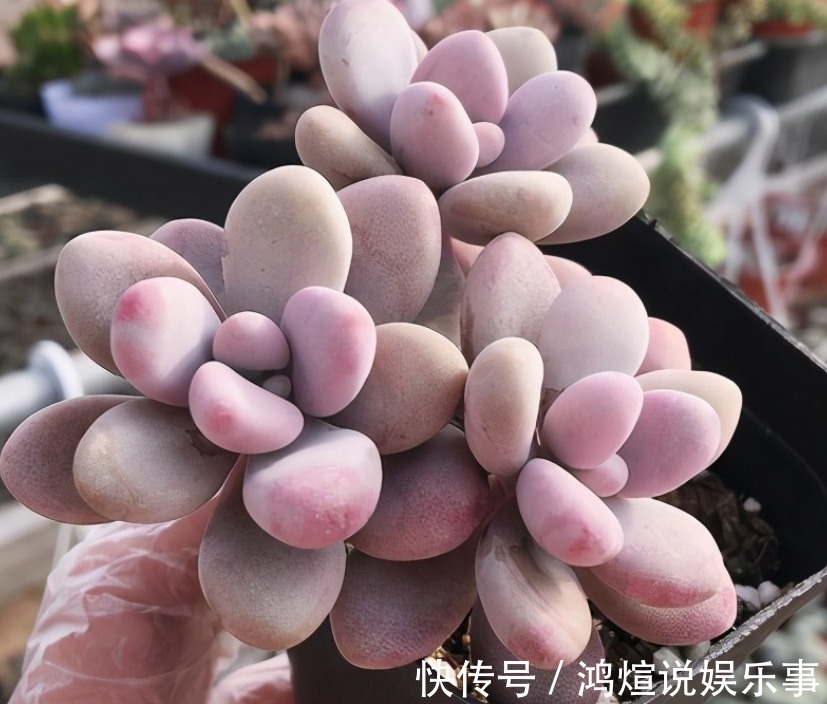 电器|渐入深秋,多肉盆栽不能再搁置在这几个地方了