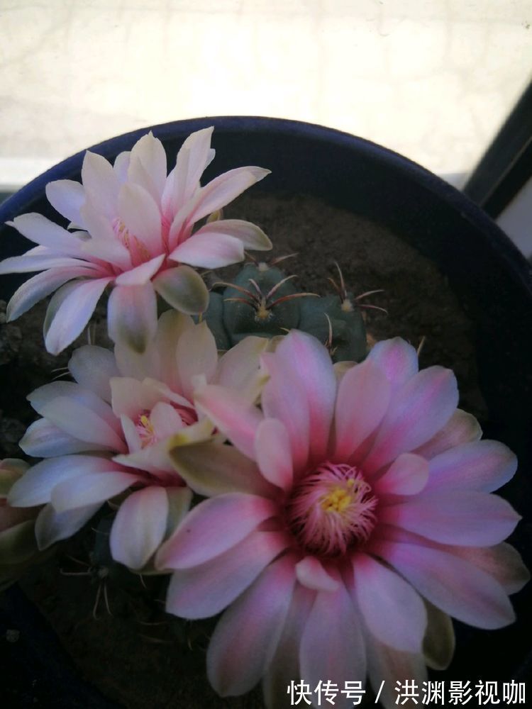 典雅|喜欢菊花，不如养盆优良名菊“荷兰菊”，高庄典雅，艳丽多姿！