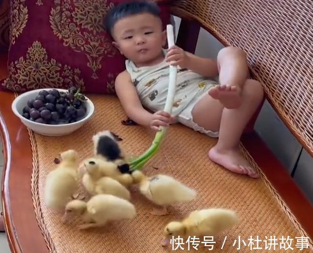 鸭子|吉林萌娃躺沙发大葱配葡萄，将小鸭子捉上沙发，家长睡醒一脸无语