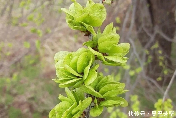 12种可食用野菜，怎么做都好吃，再不挖点尝尝，就要老了