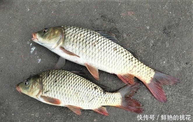 野钓打窝后,一直没有鱼口,是这几个方面的细节没有做好