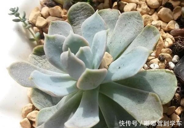 多肉植物上盆后老叶子萎蔫,是2个原因导致的,解决不难!