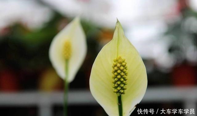 客厅要养“四种花”，没有直射光也能呼呼开，大气又美观！