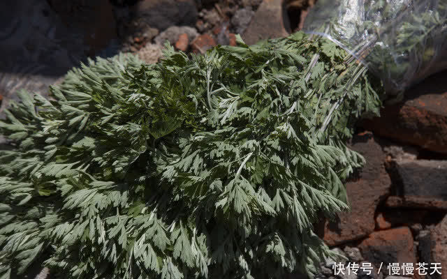 习俗|端午节插艾草有说法,老话说“五讲究三不挂”指的是什么?