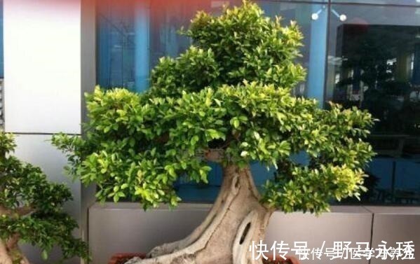 什么长寿花、富贵竹都不如养这“4种树”,寓意吉祥,越养越值钱!