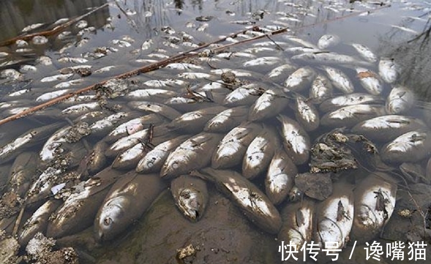|自然界的“笑话”：每年有成千上万的鱼群，被河马粪便活活憋死？