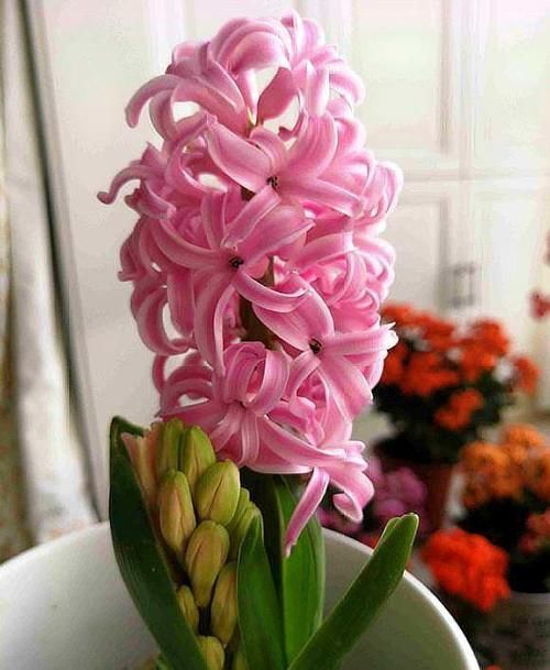 这几种花开完花后直接扔了吧,继续养意义不大