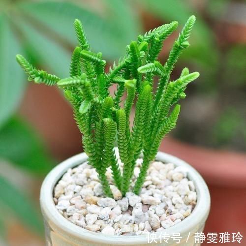 阳台|4款小清新的多肉植物,不贪光还漂亮,很适合养在阳台和办公桌上