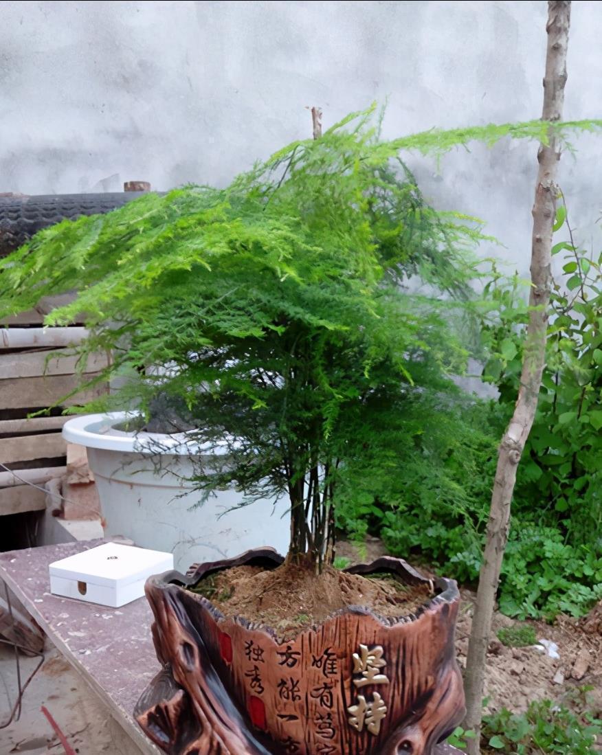 光照|5种“耐阴花”，养在北阳台上不见光，开花也很爆