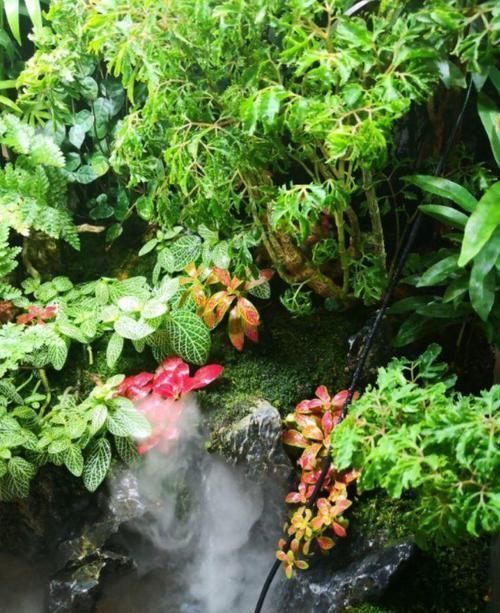 这花真好养,叶子沾点水就能活,7天爆满一大缸