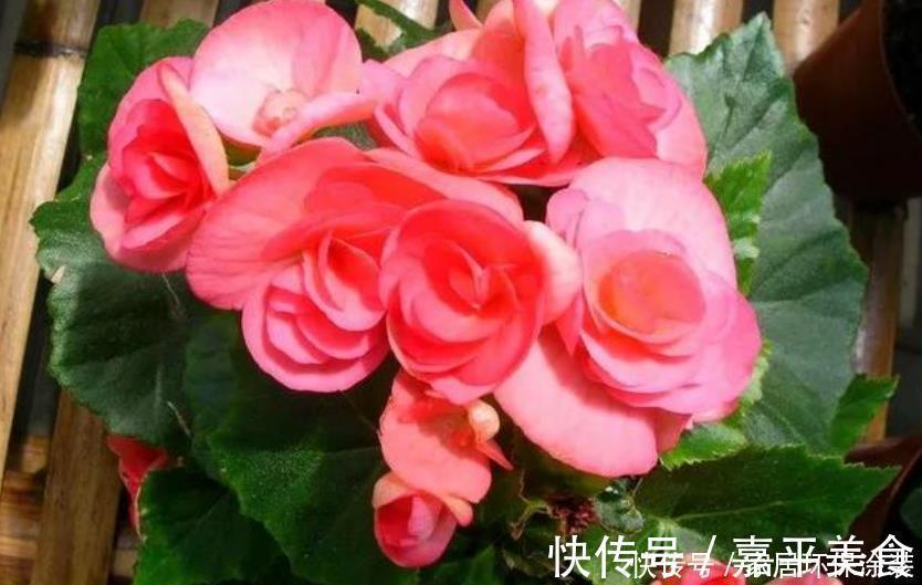 长春花|最有仙气的4种花，福旺运旺财更旺，财运爆发，事业风生水起