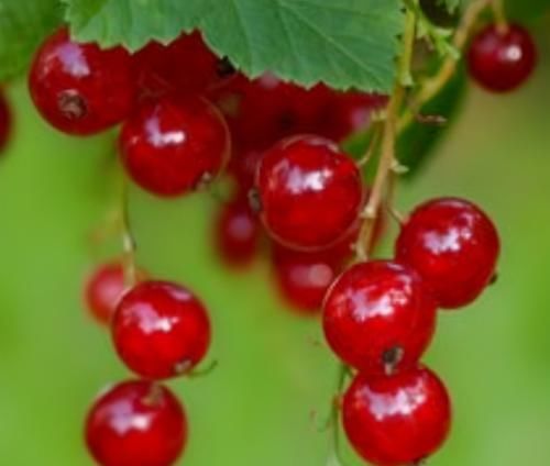  维生素|想长寿要会吃，3种食物离不开，滋补身体，好吃又健康！