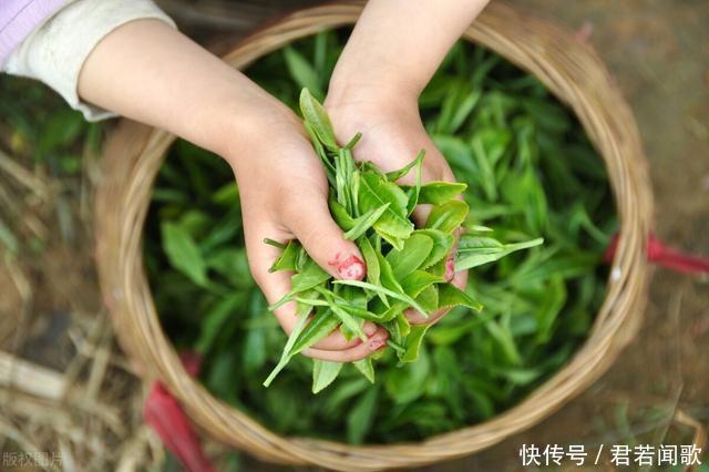 刺梨和红茶完美结合让你拥有嘹亮的嗓子