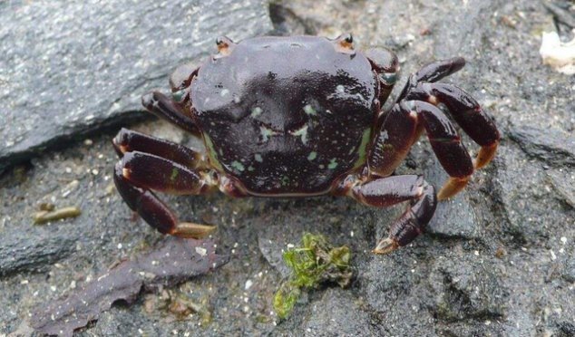 美食|农村快要“绝迹”的4种美食,各个都是天然的美味