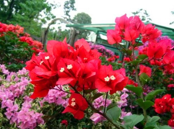 老花农悄悄地告诉你这种花很漂亮，还特别好养，赶紧抱回家吧