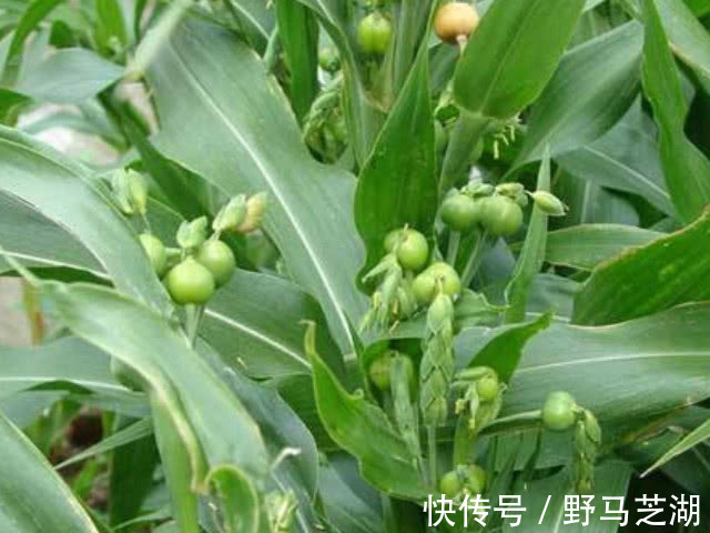 修复|此物是肝硬化的“死对头”,经常吃,修复肝细胞,肝癌躲着走