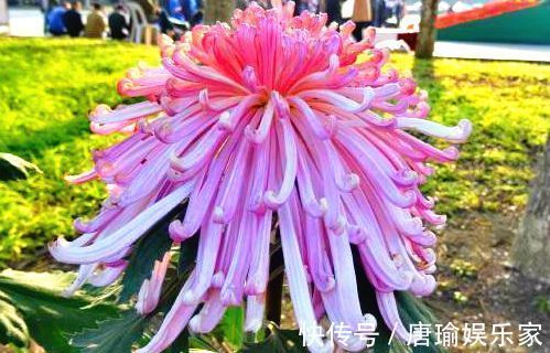 喜欢菊花,不如养盆优良名菊“盘龙出海”,似祥龙出海,霸气妖娆