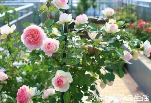 家养几种植物,阳台开出花海,花色繁多易爆盆,娇艳欲滴美极了