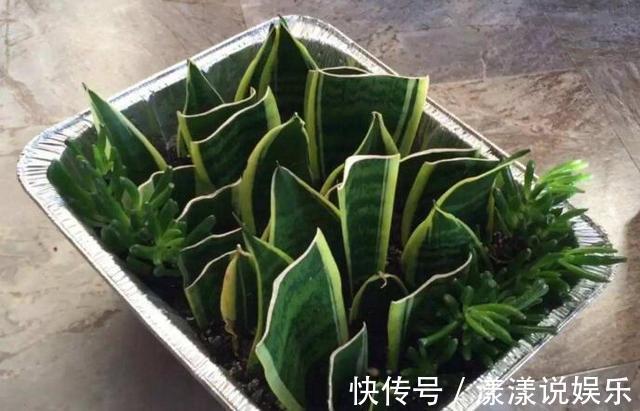 生根|秋天养花，用到2种“生根剂”，花卉长出“胡须根”，一学就会