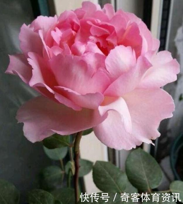 贵族|花朵超大的3种花,是月季中的贵族,花香浓郁,养出高级感!