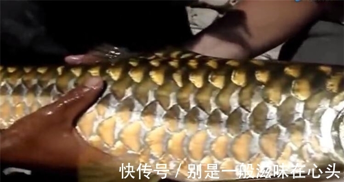 鲤鱼|长得像金黄色的鲤鱼,但鱼鳞片比较粗大,认出是什么鱼不?