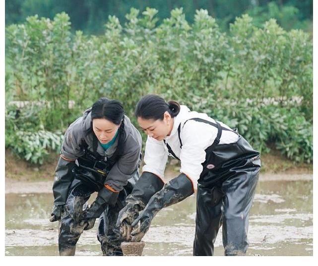 彭昱暢|《向往5》一口氣請來10位嘉賓，能否挽留收視率與口碑？