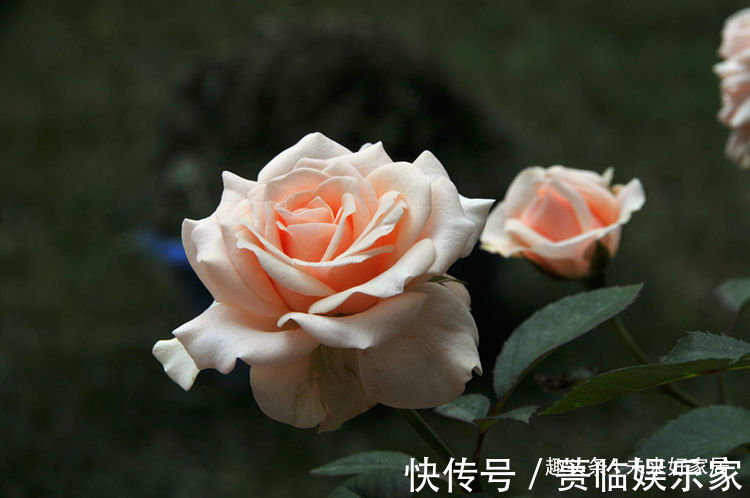 喜欢三角梅,不如首选“优良名品”柠檬黄三角梅,花开艳丽多姿!