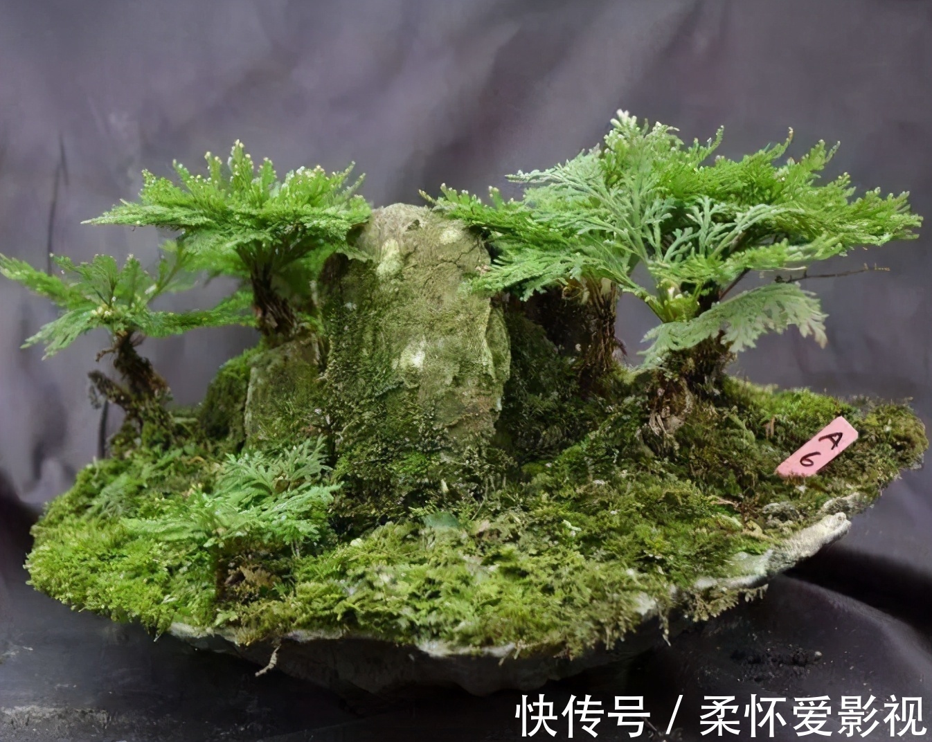 金钱树|客厅养花,选4个品种错不了,有的好看,有的寓意好