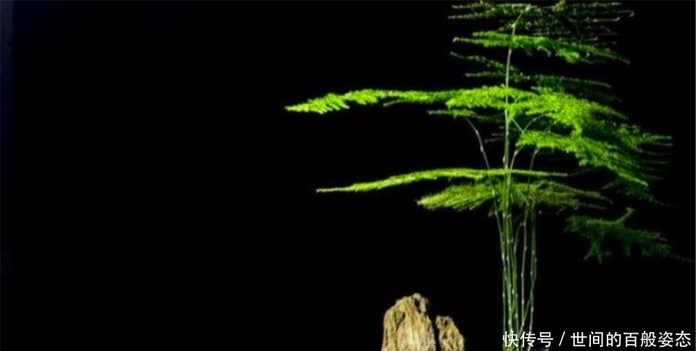 人体|文竹放在卧室养,对人体有什么好处吗?