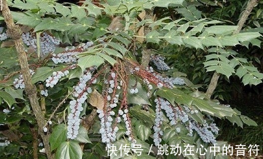 山中|若在山中遇见“它”,请引起重视,别有意破坏,价值高,不允许!