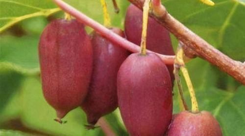 南瓜|女性不想老太快，常吃3种食物，延缓衰老，美白肌肤，早吃早好