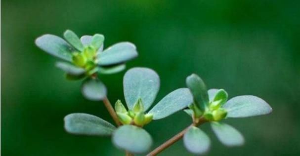 外貌|头发慢慢出现白发,不想认老学会此招,白发变黑发外貌回到18岁