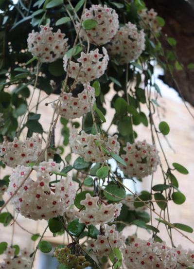 快把家里的绿萝都丢了，此花更好养，花量大香味浓，空气更清新