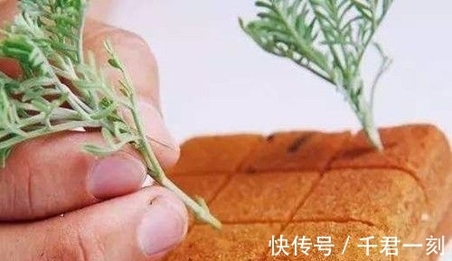 家庭|家庭养花,在盆底垫上这4种小东西,盆土透气又透水!