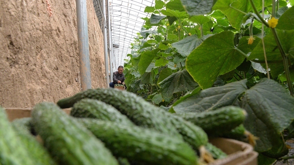 少吃点|黄瓜的4种错误吃法要谨记,不仅没有营养,严重还有患癌的危险