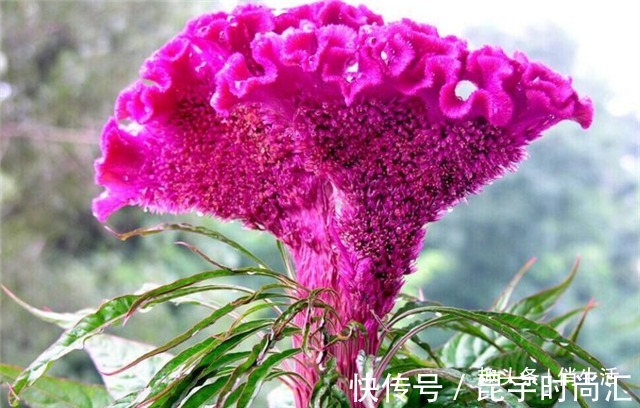 第一次养花,就养一些“开花精品”鸡冠花,造型奇特,绚丽多彩