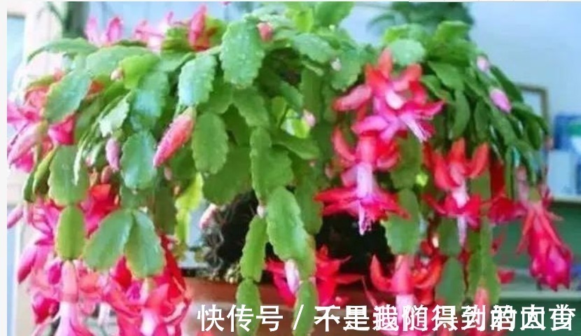 水杨酸|蟹爪兰想要“花苞”长的多,往盆里加1物,开花不停,拦都拦不住