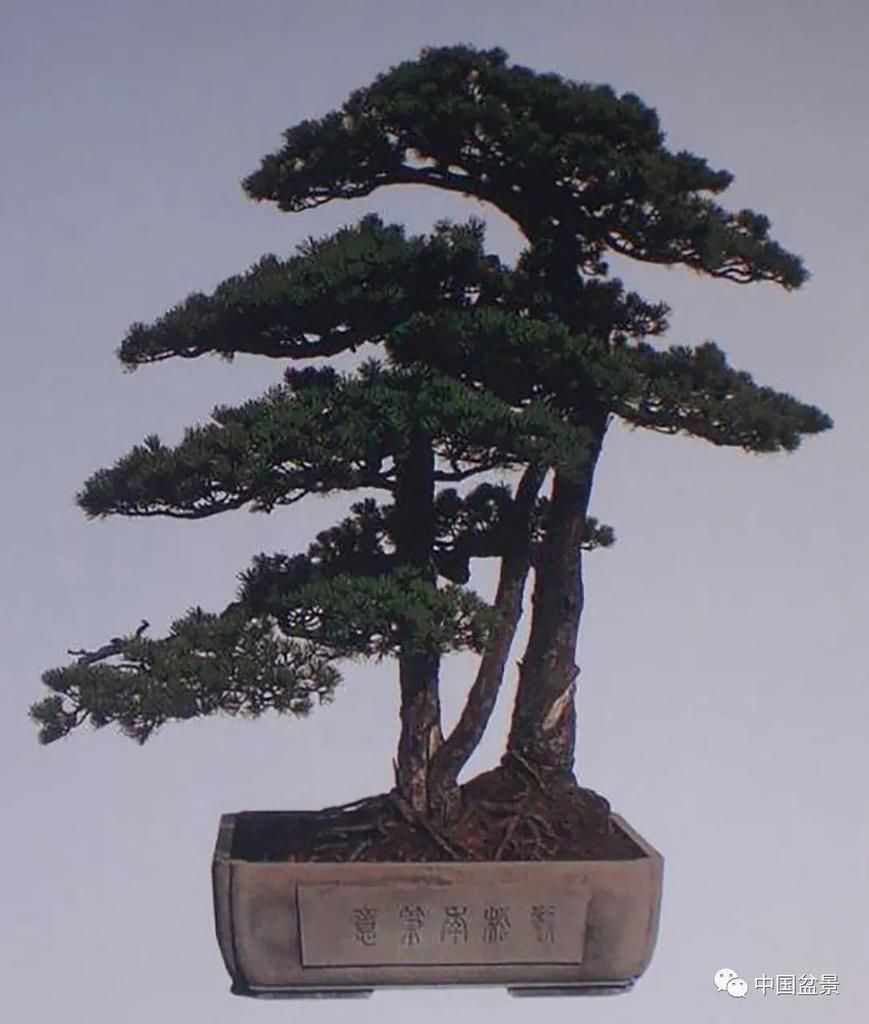  制作|盆景制作中的气、势、神、韵如何表现！静态和动态相结合是精髓