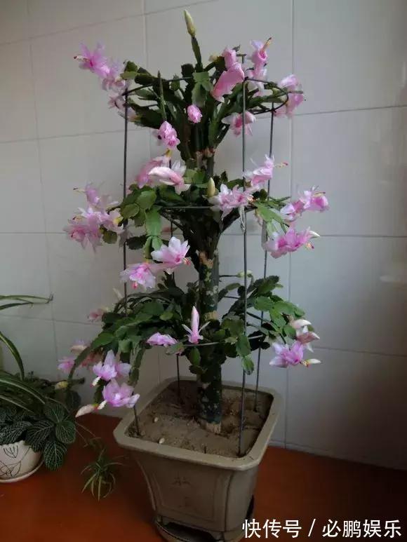 蟹爪兰嫁接1种枝条,花量暴增上百朵,开成大花树,还不烂根!