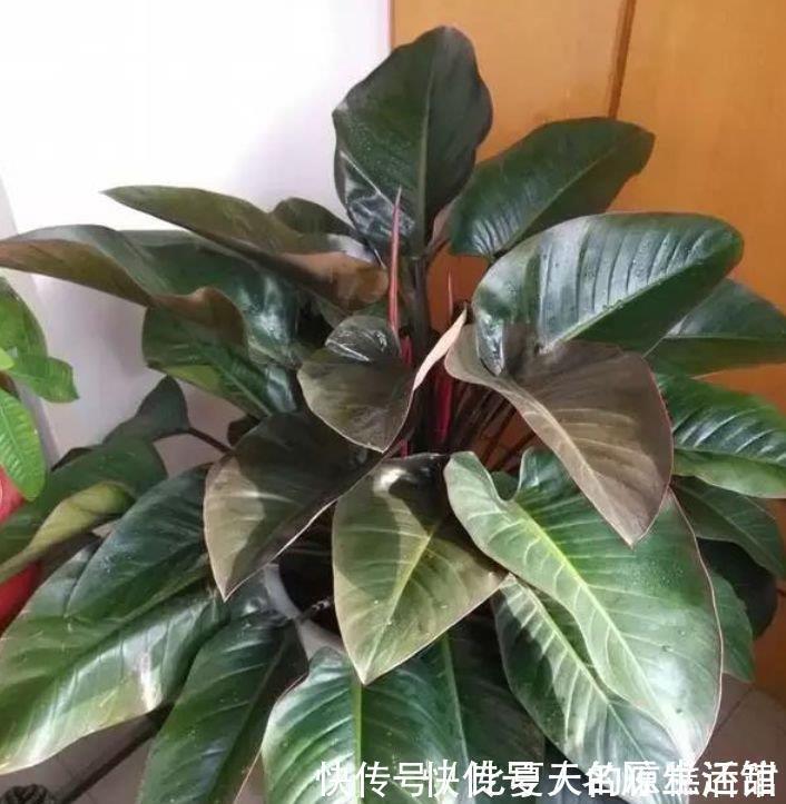 植株|秋天养花,首选4种花,花期长、颜值高,晒晒太阳开花一茬又一茬