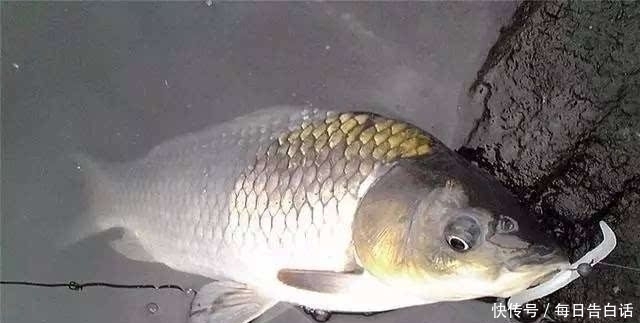 别再用蚯蚓当饵,教你一招大蒜钓鱼,让你飞竿连连!