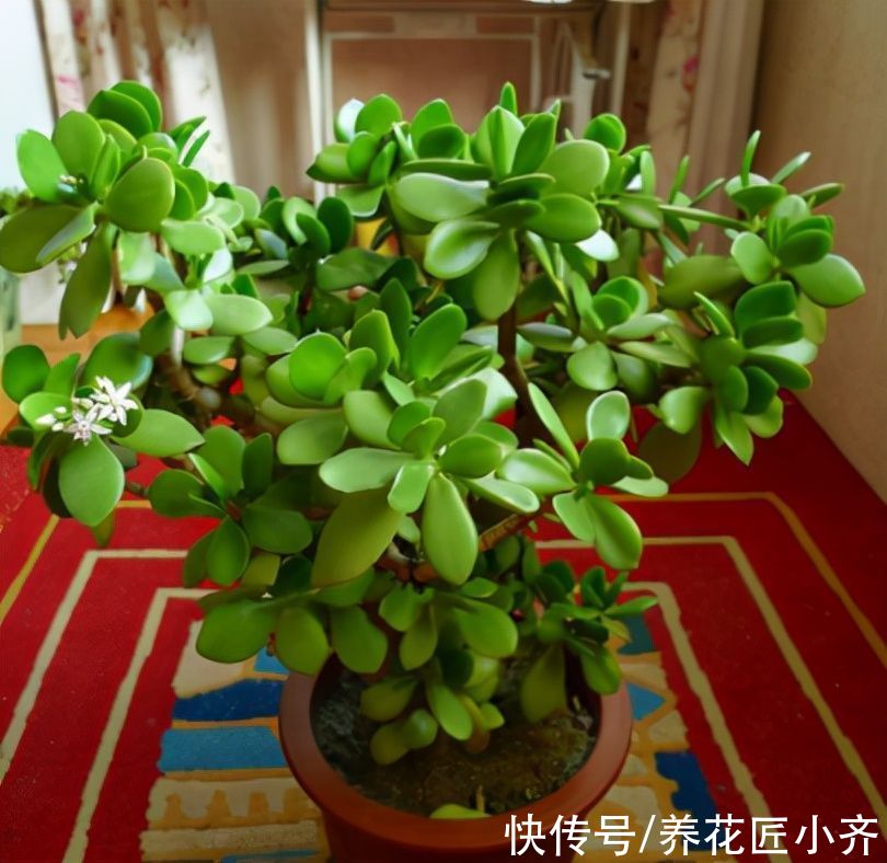 玉树有“2怕”，养护避开它，叶子四季油绿，长成粗壮“大树”