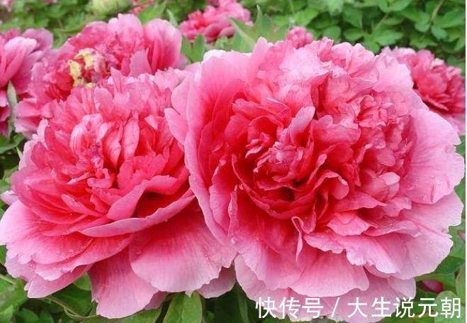 牡丹|4种旺运花,吉祥添富贵,谁见了都喜欢,第一种已经被迷住了!