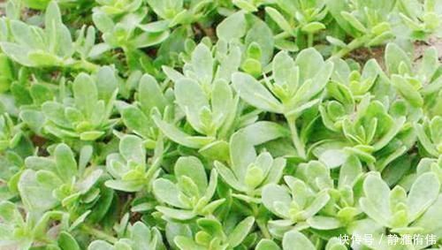 克星|不起眼的它,竟是湿气“大克星”,没事喝一杯,湿气祛得一干二净