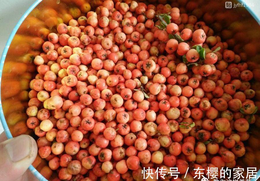 邻居捡到野货树桩，种盆里价值不菲，羡慕啊!